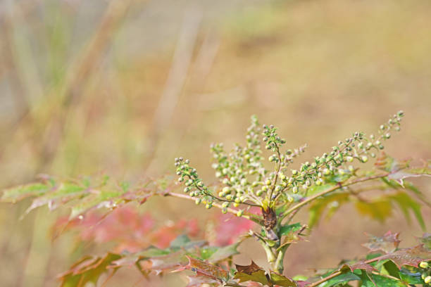 Mahonia japonicaHoliraginanten