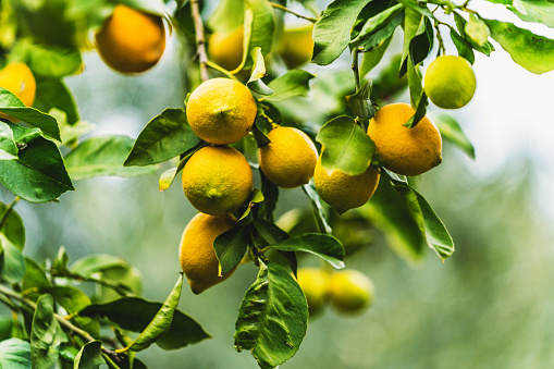 Organic Lemons on the Tree