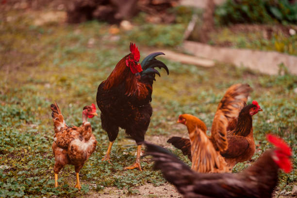 istock Free-range Chickens on a Meadow of an Organic Farm 1129497431