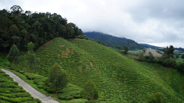 istock Green tea plantation hill scenery under white clear sky 1129498190