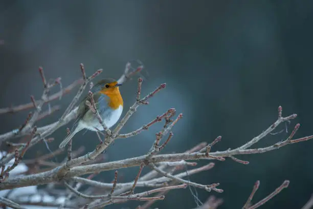 robin in winter