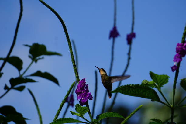 istock Hummingbird in Costa Rica 1129499072
