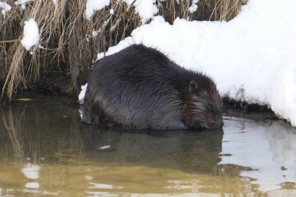 istock Beaver in a swamp during winter time 1129500606