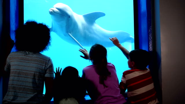 Four children at aquarium viewing dolphins underwater