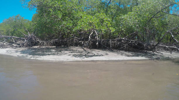 istock Brazilian mangrove 1129504946