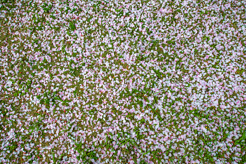 Cherry blossom petals falling on the grass