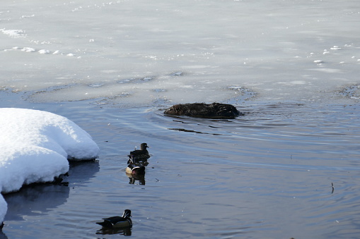 Beaver in a swamp during winter time.