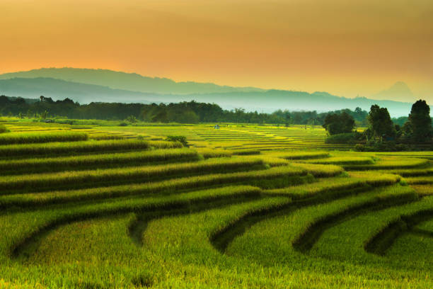 istock the beauty of the rice fields in the summer/summer time rice fields 1129509905