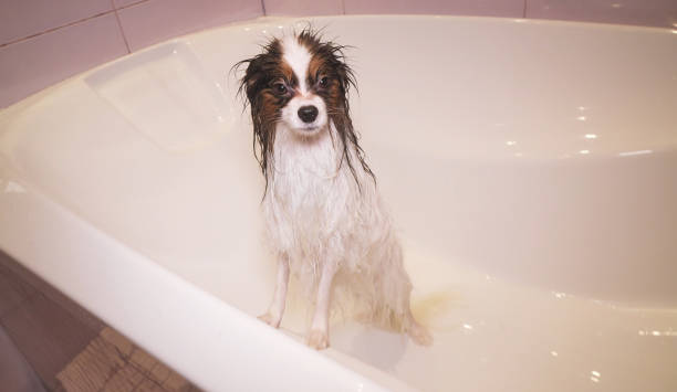 istock Wet Papillon dog stands in the bathroom 1129509913