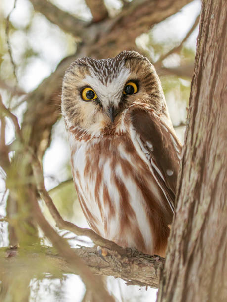 istock Northern saw-whet owl 1129510617