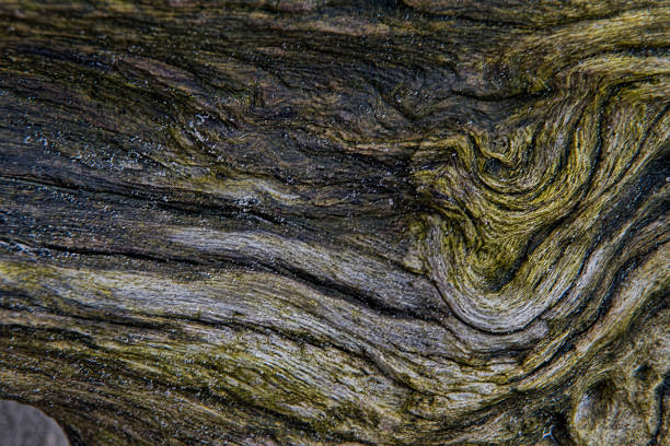 istock Wood Grain in Driftwood 1129516001