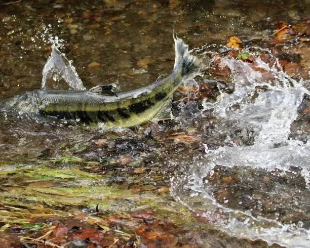 Salmon gives a powerful flip of its tail to push its way upstream