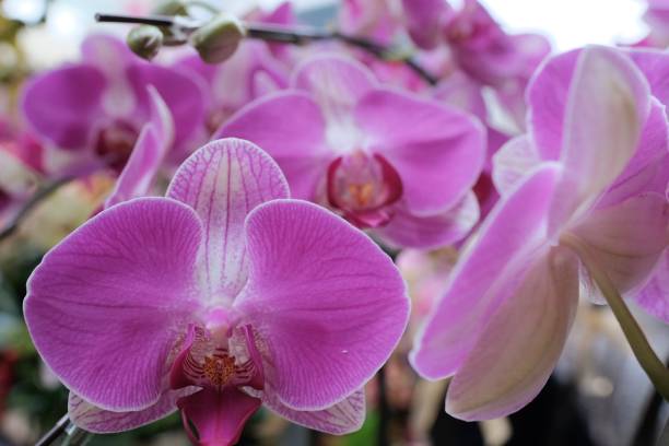 istock Beautiful purple pink Orchid closeup 1129519959
