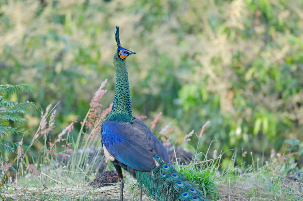 istock Green peafowl, Peacock in nature 1129524086