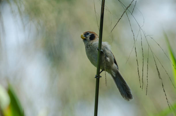 istock Spot- breasted Parrotbill on branch in nature 1129530739