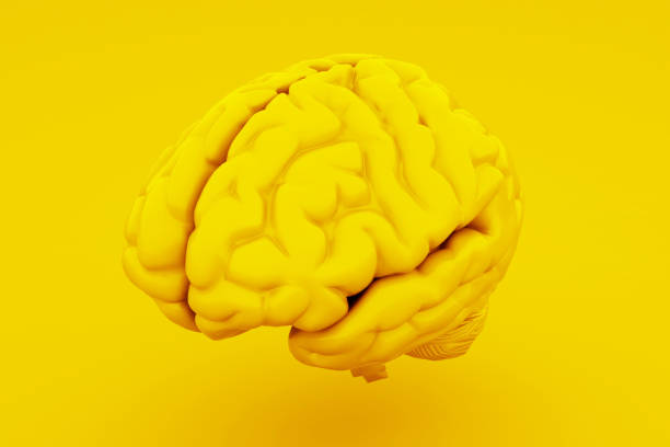 istock Yellow Human Brain, Anatomical Model. 3D illustration 1129530892