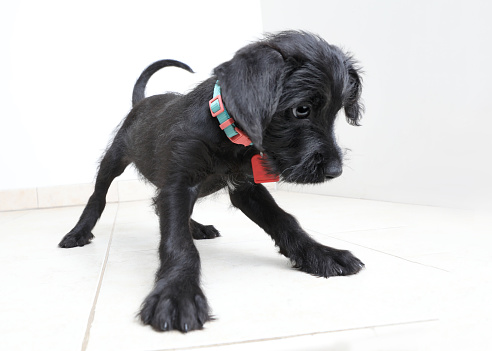 Cute Puppy waiting to be adopted. Miniature Schnauzer, mixed-breed dog.