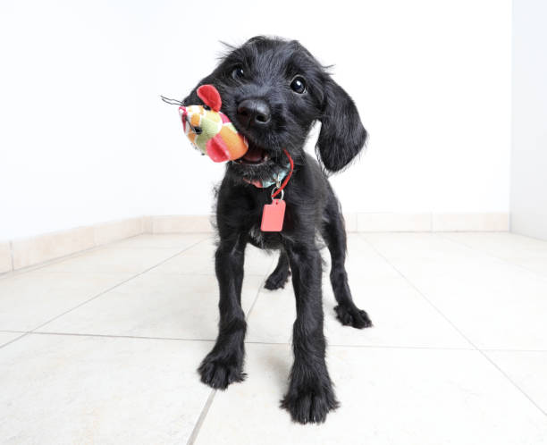 cute puppy waiting to be adopted. miniature schnauzer, mixed-breed dog. - standing puppy cute animal imagens e fotografias de stock