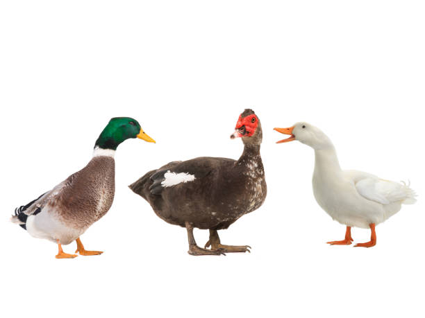 istock Muscovy duck and ducks  isolated on white 1129533861