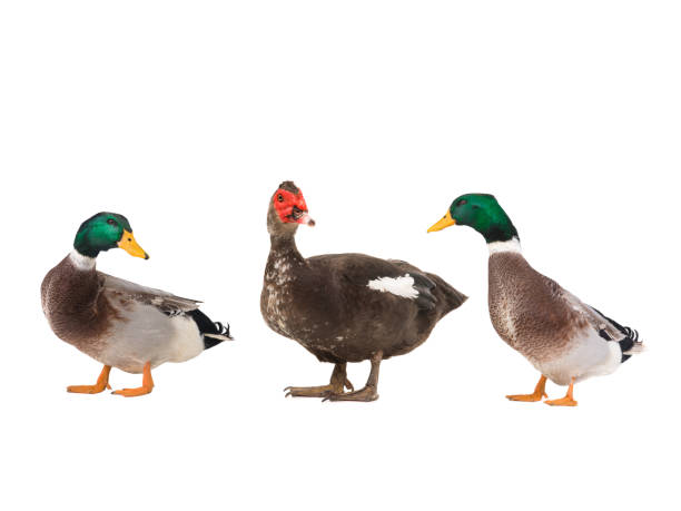 istock Muscovy duck and grey duck  isolated on white 1129533862