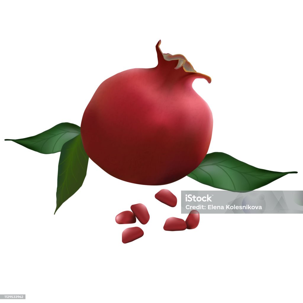 pomegranate realistic with leaves vector illustration Agriculture stock vector