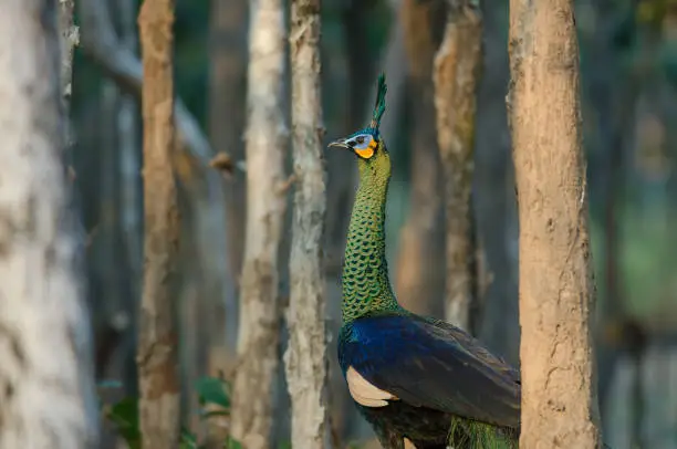 Green peafowl, Peacock in nature Thailand (Caesalpinia pulcherrima)