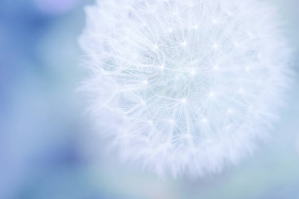 pastell dandelion close up - dandelion macro seed nature stock-fotos und bilder