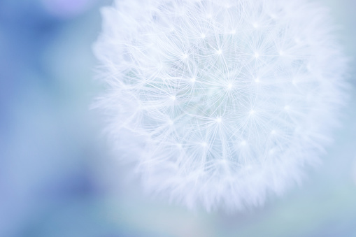 Dandelion seed head with copy space and soft pastel colors