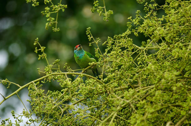 istock Blue-throated Barbet perching on tree 1129535069