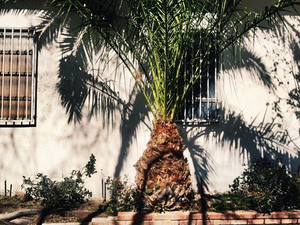 Invert, black and white top part of palm tree, background with copy space, full frame horizontal composition