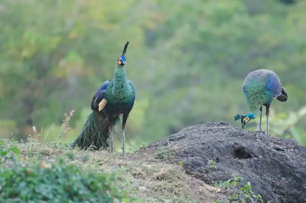 Green peafowl, Peacock in nature Thailand (Caesalpinia pulcherrima)