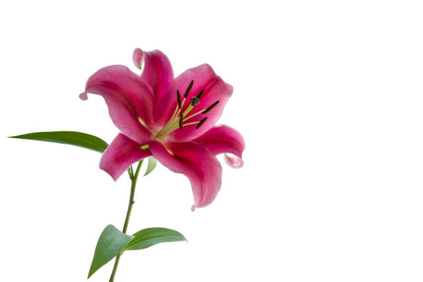 istock Purple Lily head flower isolated on white background 1129537940