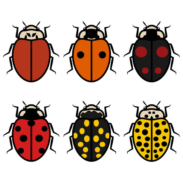 Ladybugs symbols icons signs set A collection of an illustrations of ladybugs, isolated, in various colors (black, orange, yellow, red, brown, dark red) and different number of spots, outlined. seven spot ladybird stock illustrations