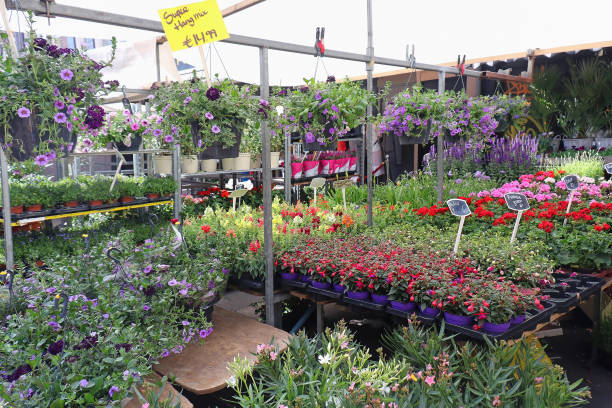 istock Flower nursery garden 1129538148