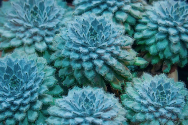 Closeup of a succulent plant Echeveria Harmsii with white villi. Closeup of a succulent plant Echeveria Harmsii with white villi. Natural background echeveria stock pictures, royalty-free photos & images