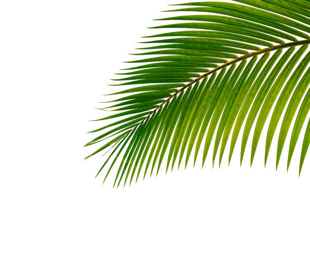 istock tropical coconut palm leaf isolated on white background 1129541540