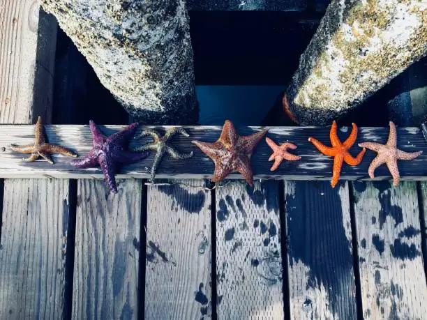 Photo of A diverse group of colorful starfish lined up along the docks of Comox, British Columbia, Canada.