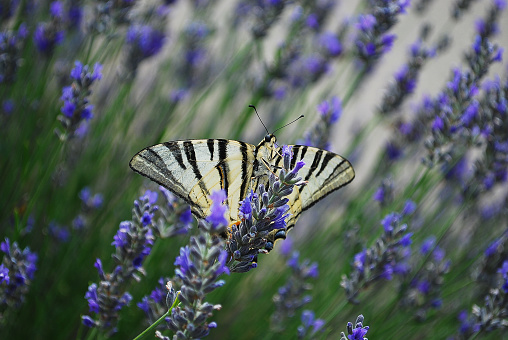 a beautiful butterfly in the lavender field