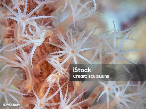 7,374 Polyp Corals Stock Photos, Pictures & Royalty-Free Images - iStock |  Hard corals, Soft coral