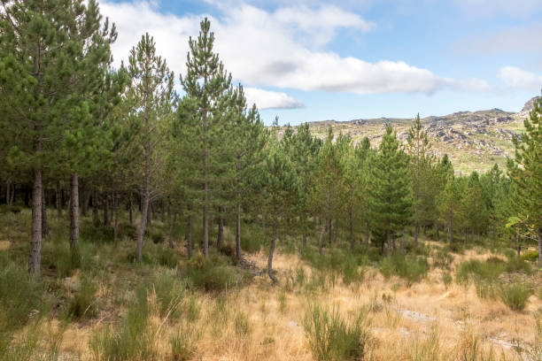 istock Serra da Estrela Natural Park, Portugal 1129552764