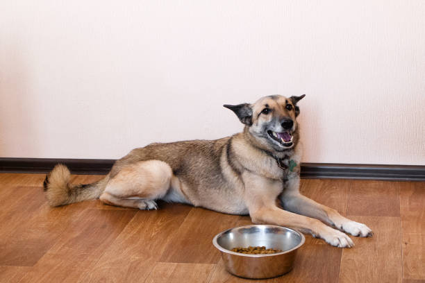 istock Happy dog near bowl with granules. Feeding pets. 1129558347