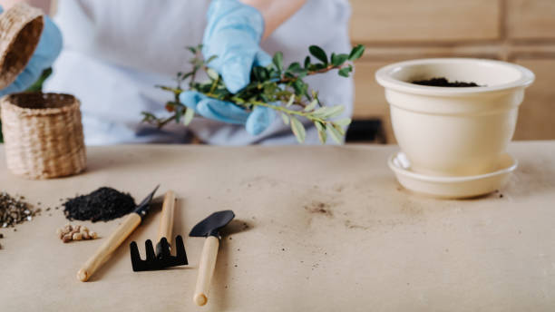 istock plant seedling transplantation indoor gardening 1129559403