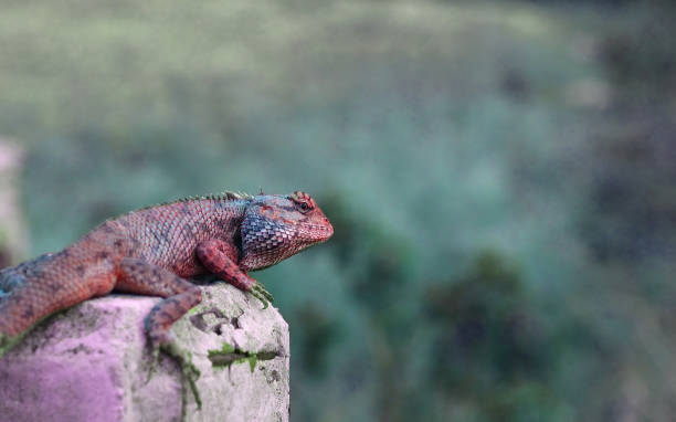 istock a chameleon on a rock with green and purple body colour 1129559873