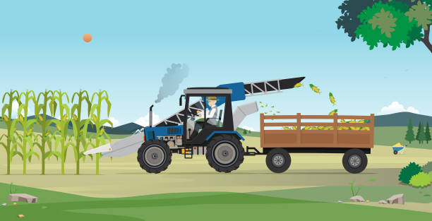 Agricultural harvesting Farmers are harvesting agricultural products using machines. corn crop stock illustrations