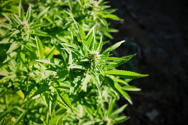 beleuchtet von der sonne, die eine cannabispflanze gesund wächst - bob marley stock-fotos und bilder