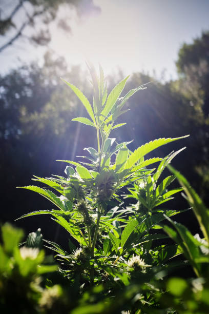 planta de marihuana creciendo saludablemente en sol de la mañana - bob marley fotografías e imágenes de stock