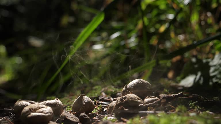 Puffball mushroom (Lycoperdon)