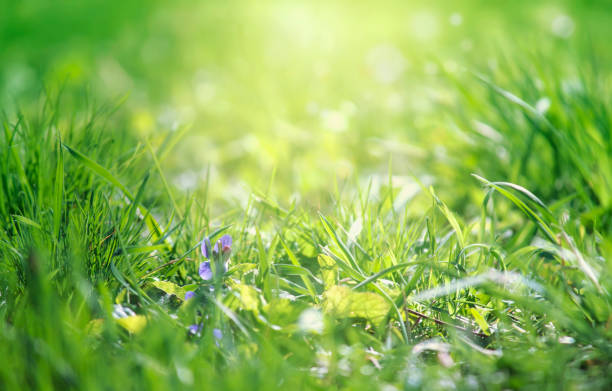 istock Spring is coming, light blue border background with grass and violet flower, shine, blurred image with place for text 1129562415