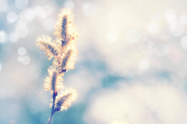 istock Sunny spring or summer pale blue landscape with flowering fluffy willow, blurred image selective focus 1129562439