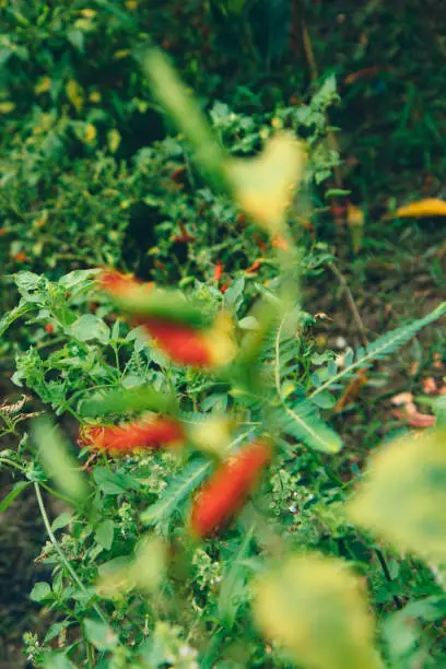 Photo of Abstract floral background, chili pepper in the garden